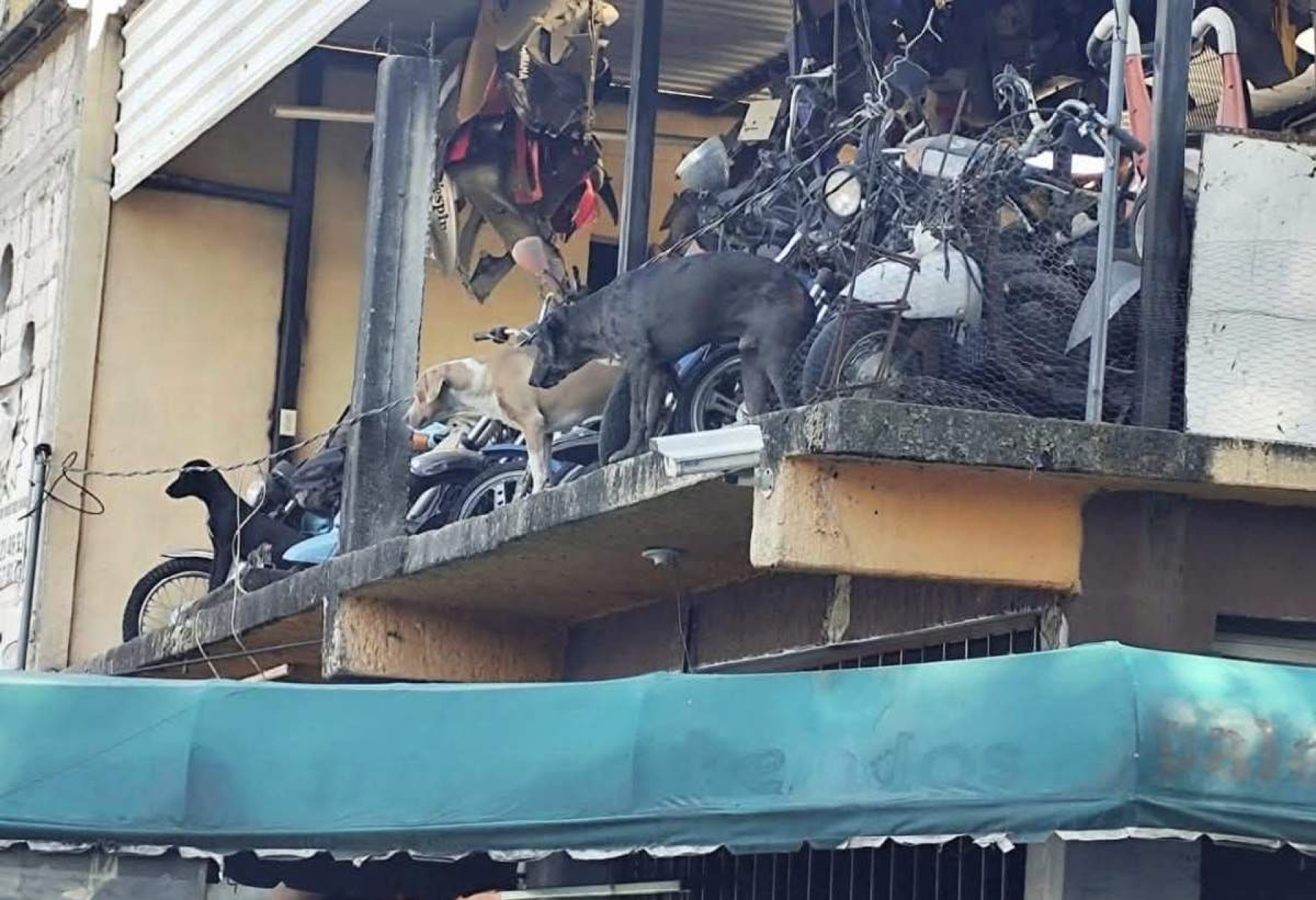 Crece indignación en Cuautlixco tras ataques de jauría