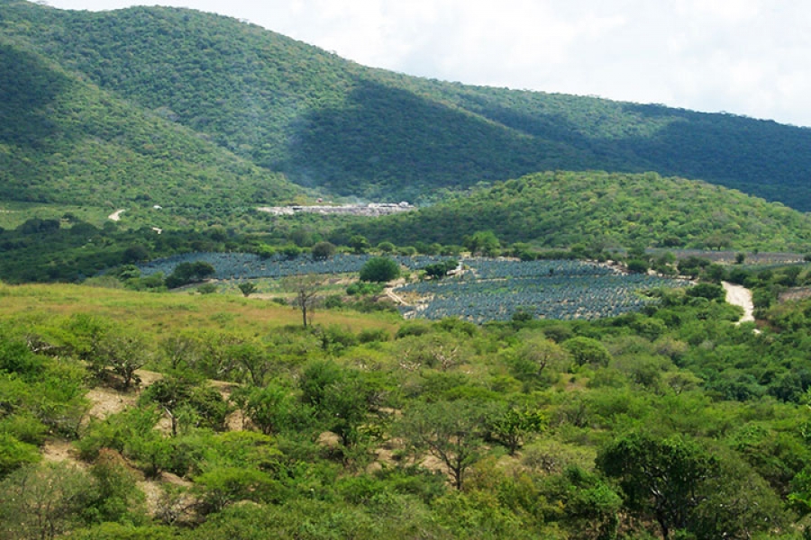 Realizarán el ordenamiento ecológico de Jojutla