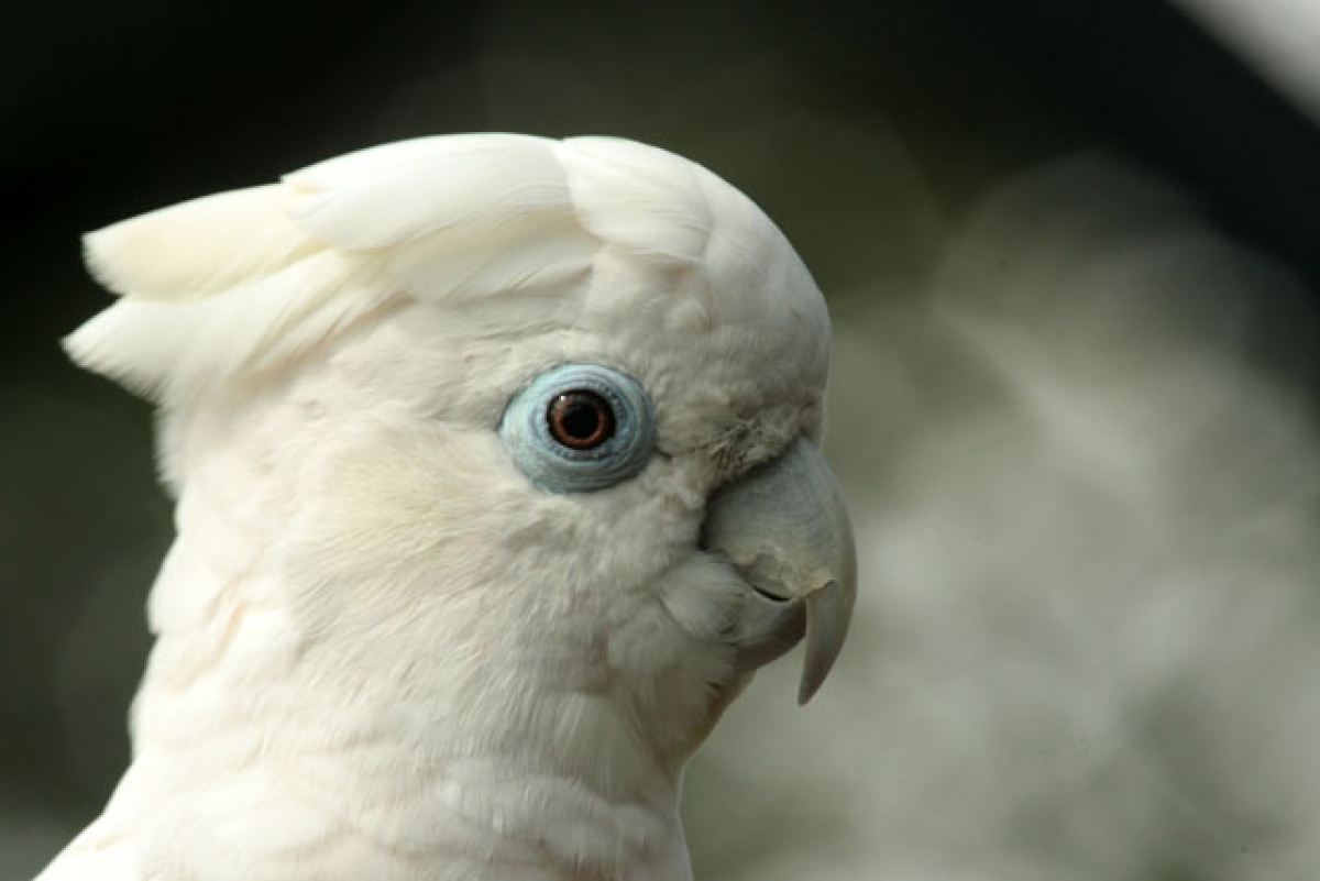 Una cacatúa blanca aprende a maullar y desconcierta a tres gatos