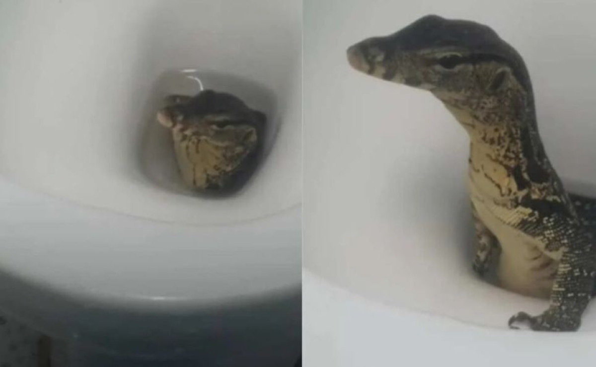 ¡Qué miedo! Pareja graba cuando un lagarto sale de su inodoro