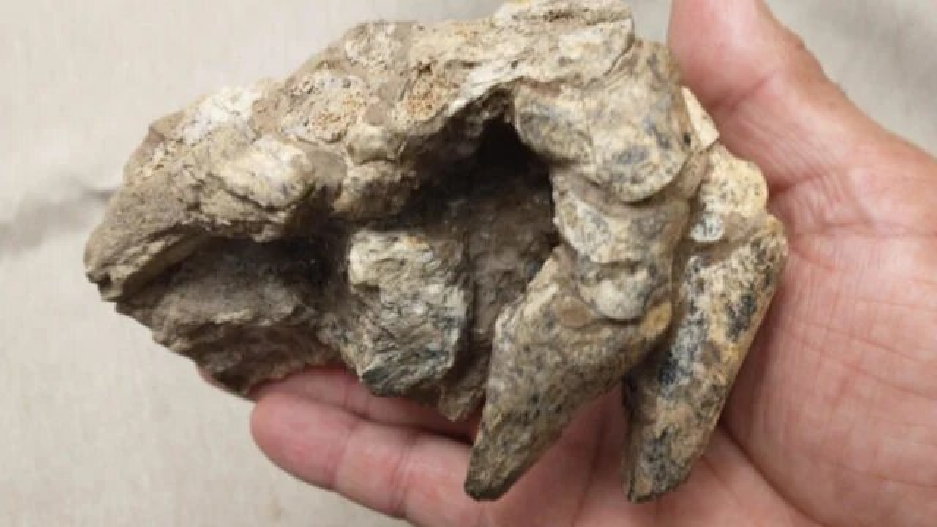 Hallan en Argentina fósiles de armadillo que vivió hace 500,000 años