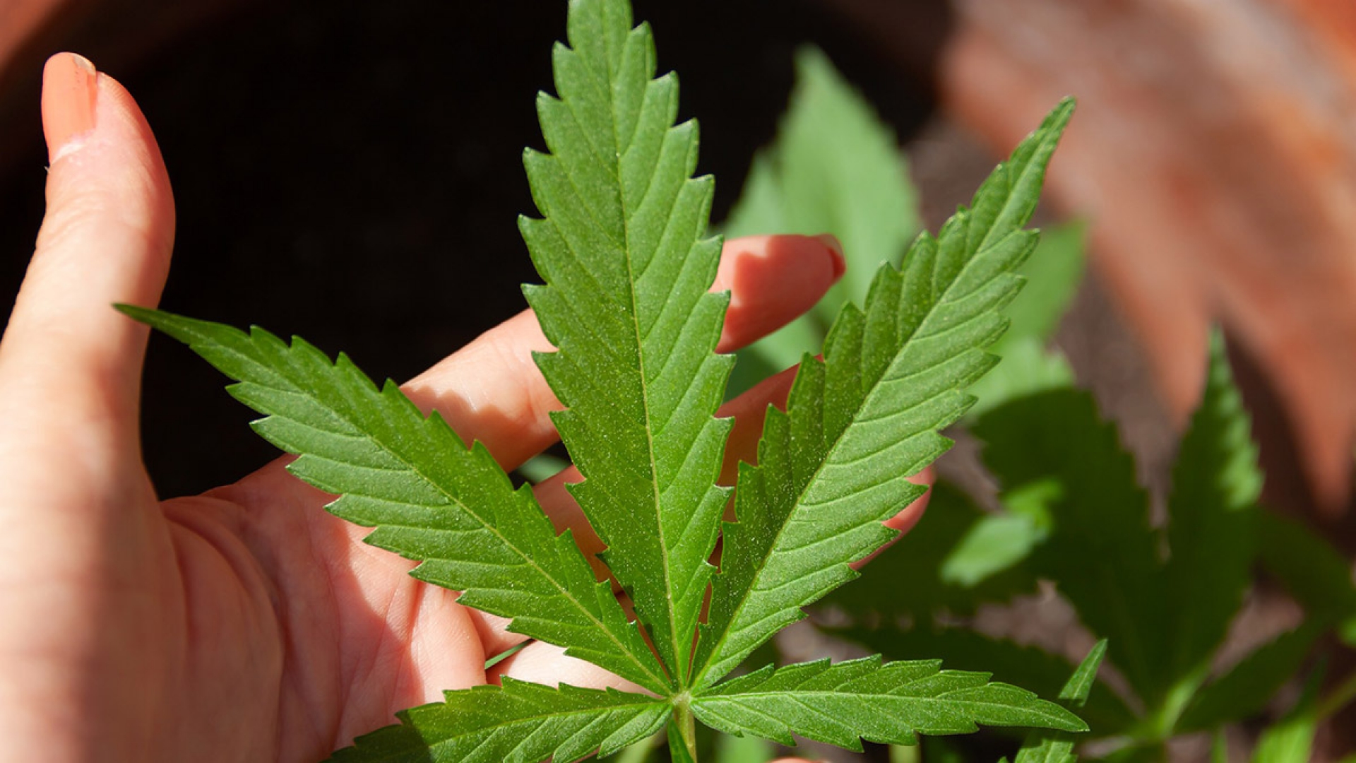 Aprueban en lo general Ley Federal para Regulación de la Marihuana