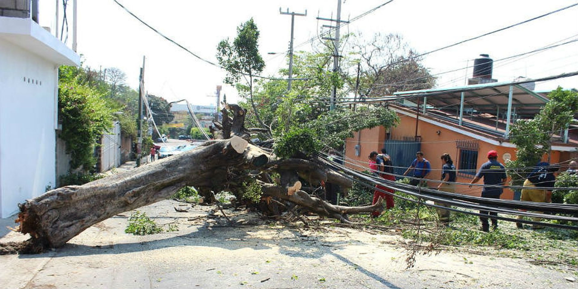 Cae árbol de 15 metros de altura en la colonia Flores Magón
