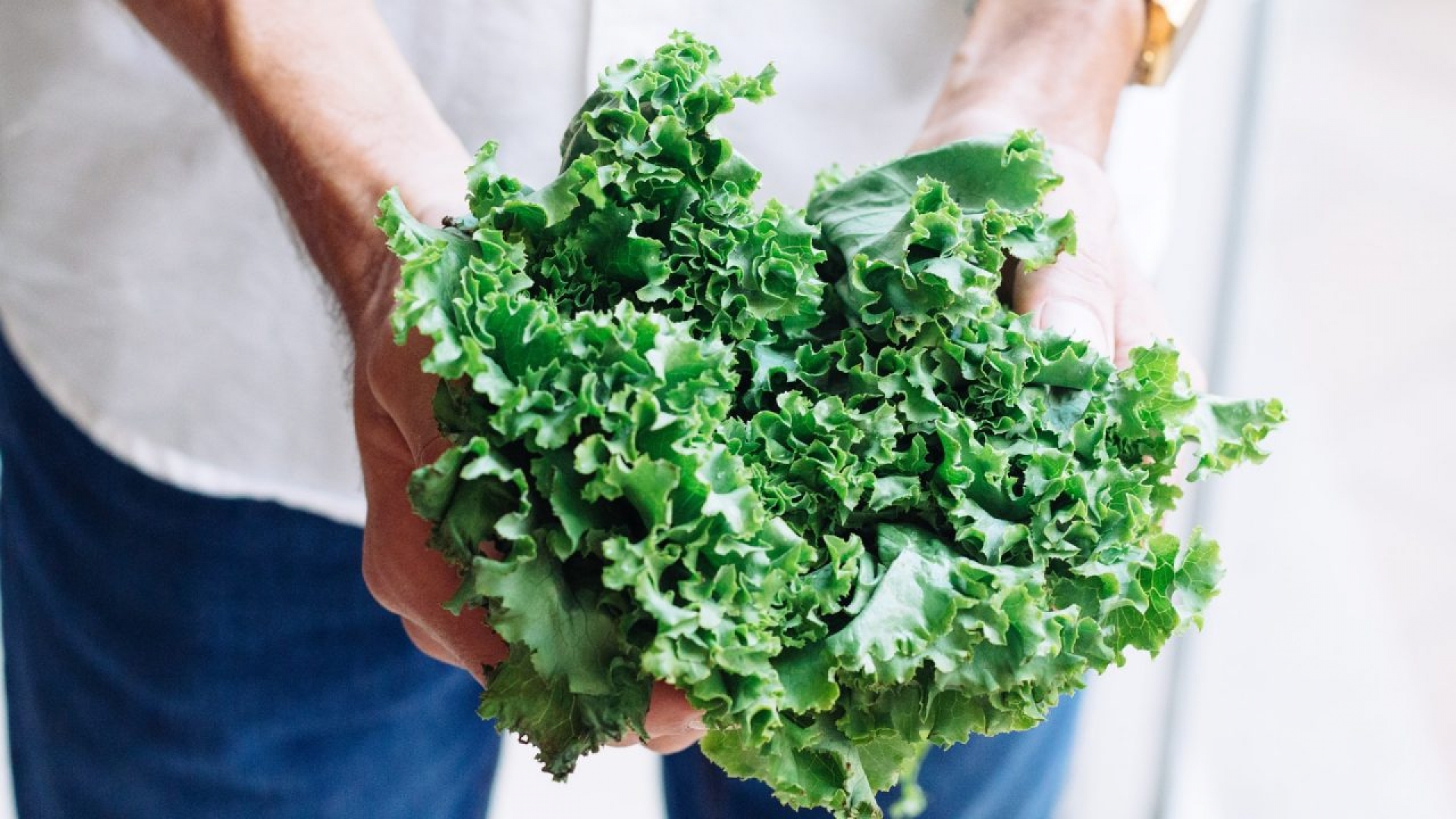 ¿Cómo cultivar lechuga en casa paso a paso?