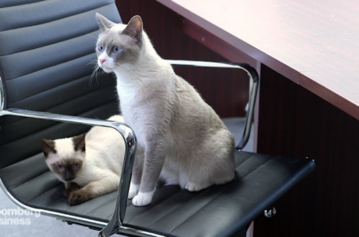 Si tienes gatos, seguro vives en una ciudad más desarrollada