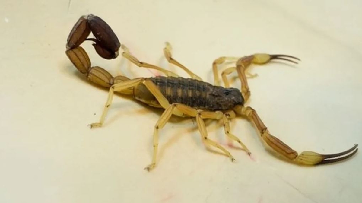 Así puedes ahuyentar a los alacranes y evitar que sigan entrando a tu casa