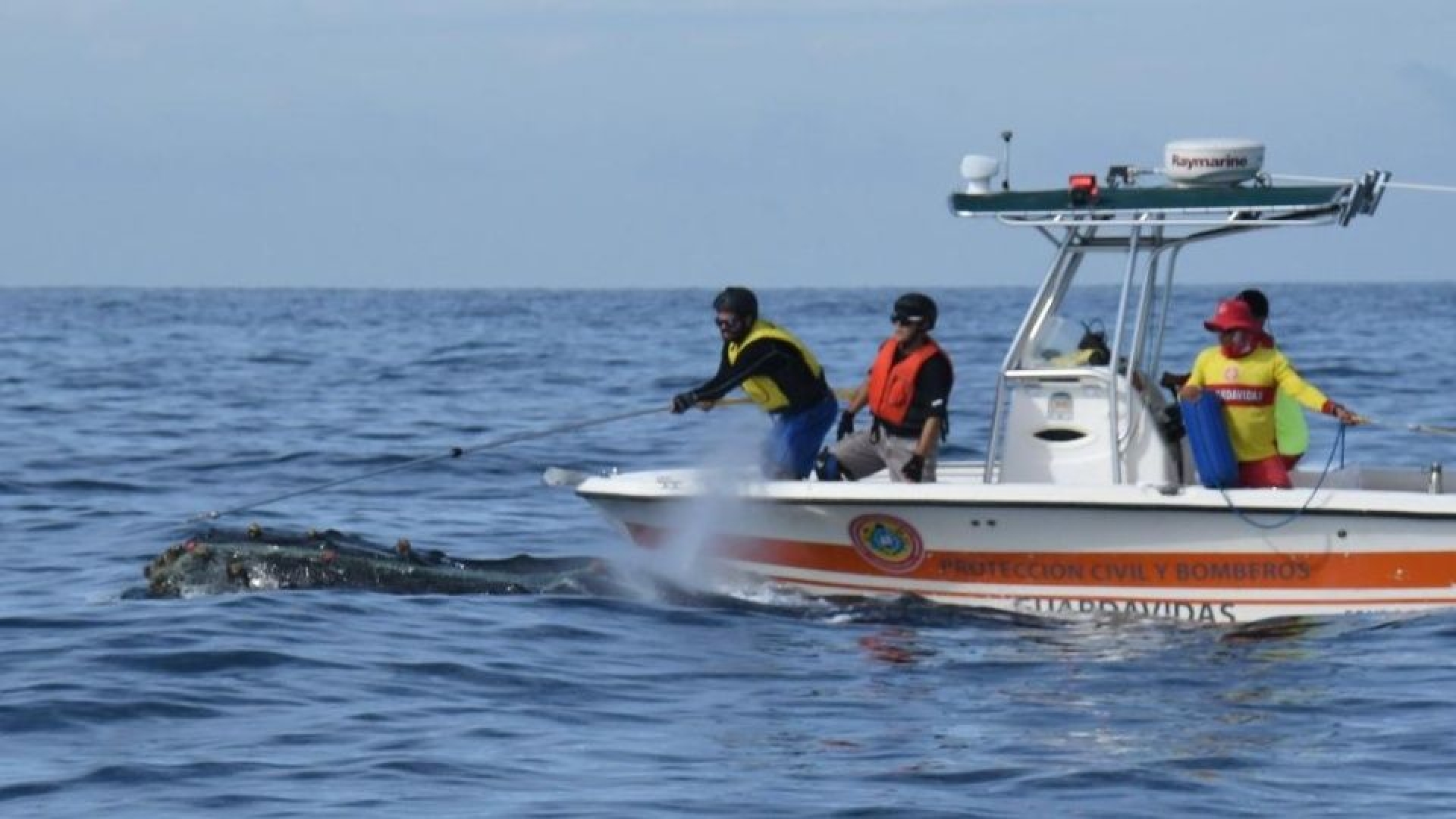 VIDEO: 11 Ballenas han sido rescatadas en Puerto Vallarta