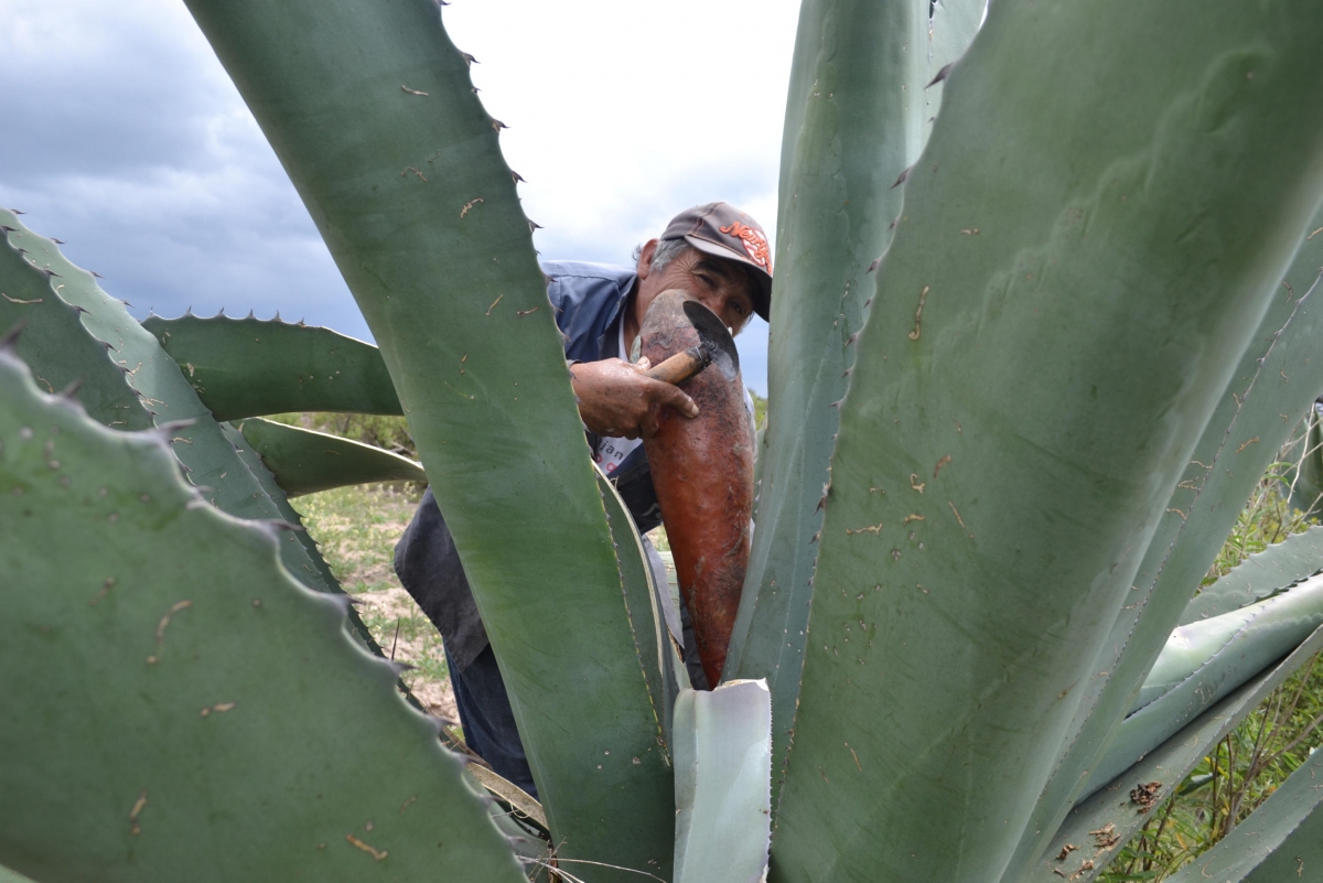El pulque, bebida milenaria que se niega a morir
