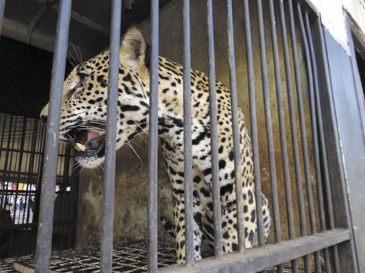 Los atacó un jaguar mientras limpiaban su jaula