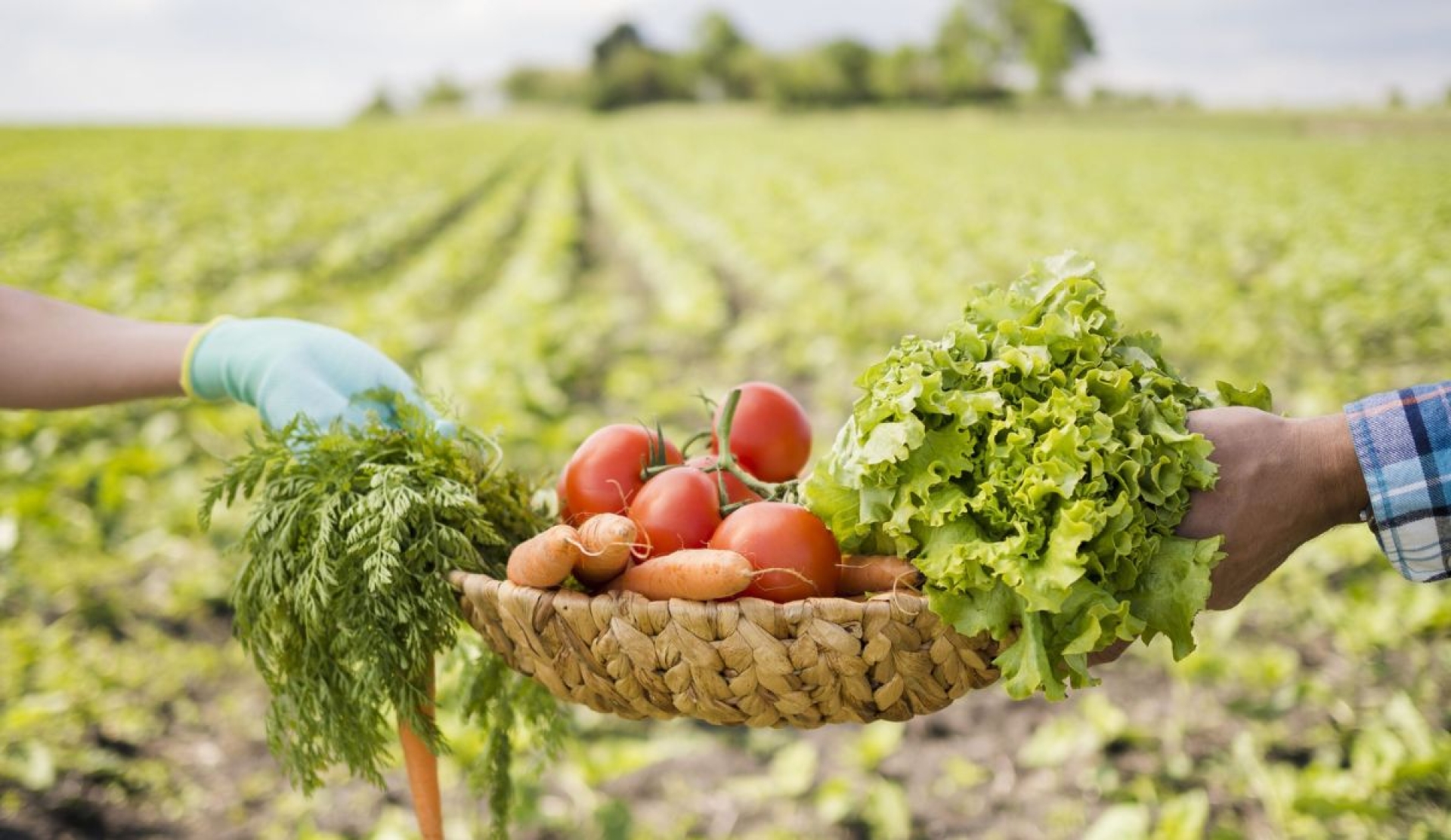 Día mundial de la agricultura, pilar histórico y motor de innovación en el mundo