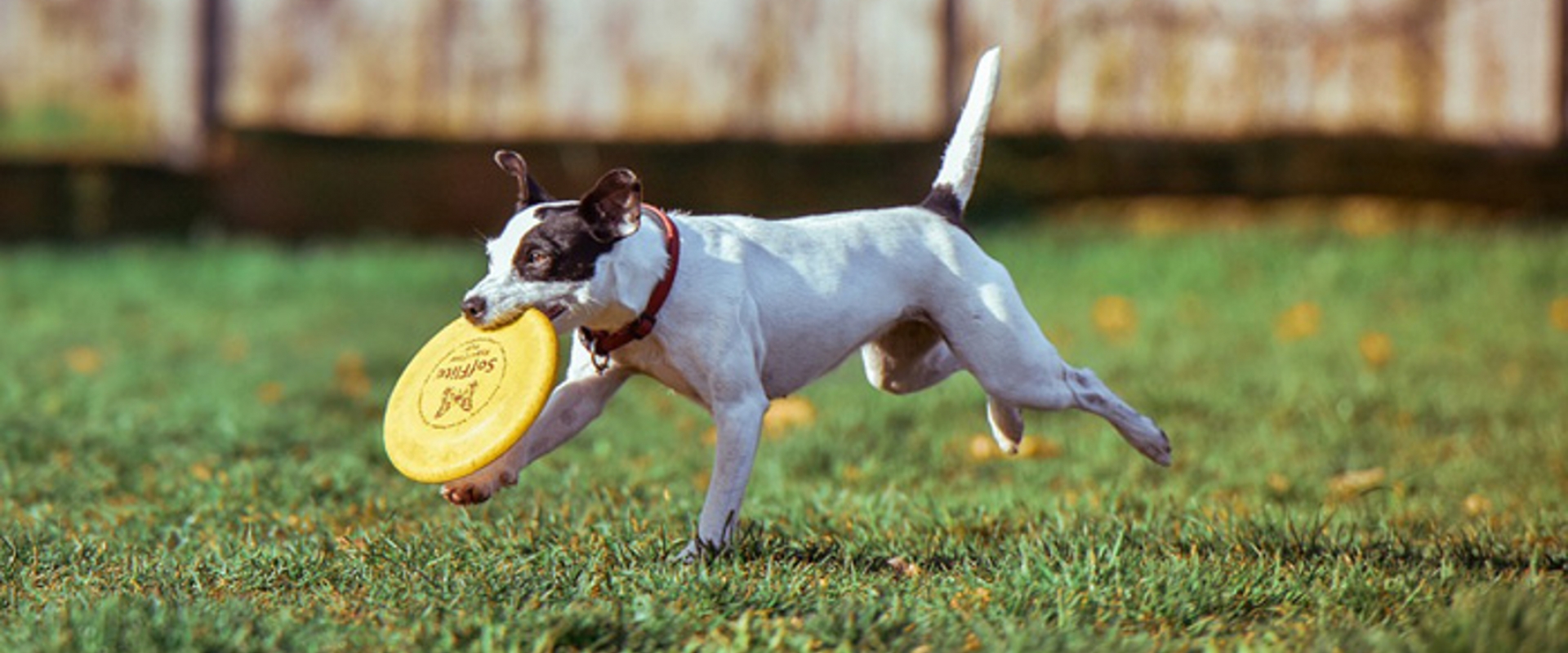 ¿Tengo un perro hiperactivo? Te explicamos cómo descubrirlo