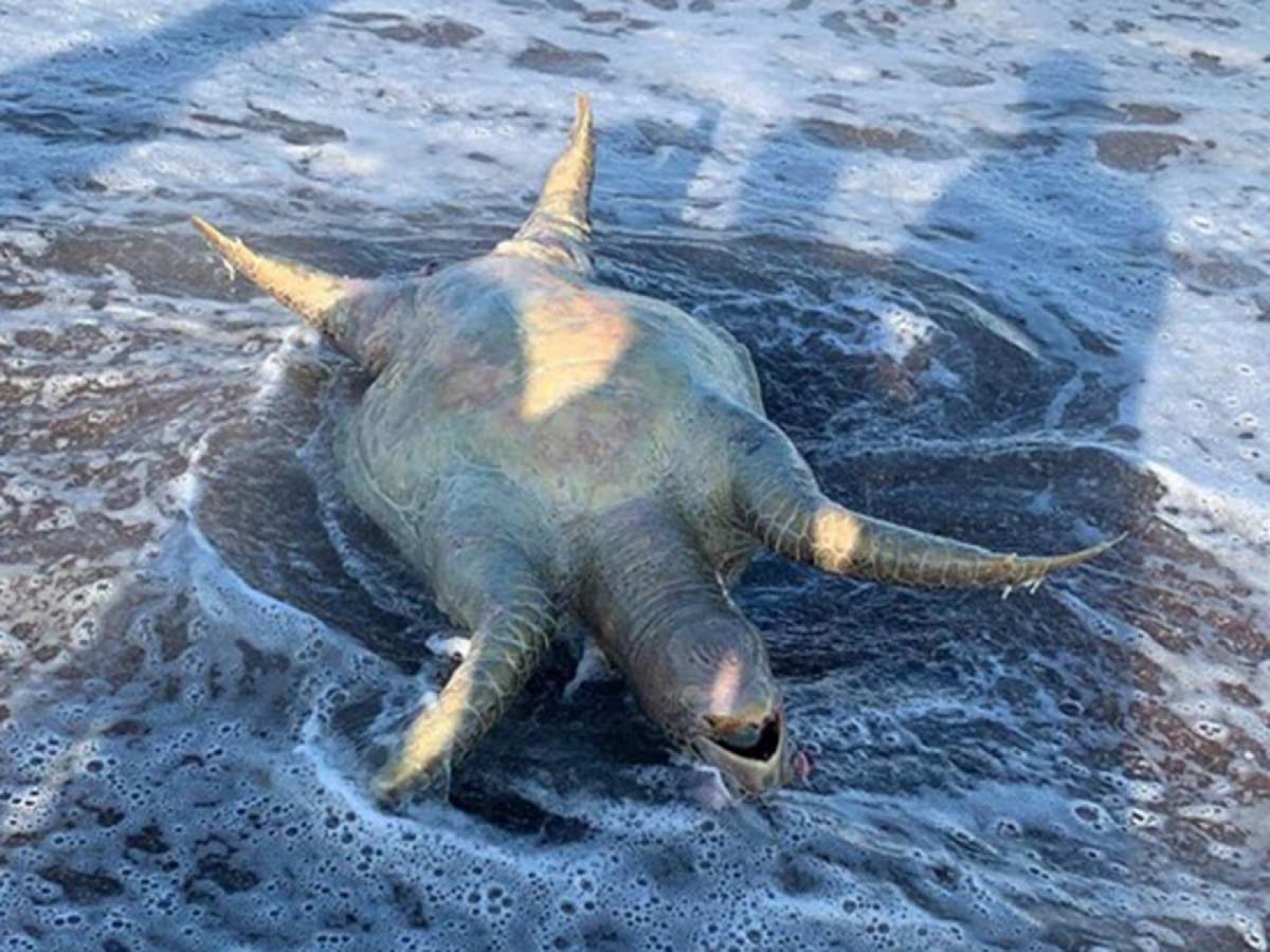 VIDEO: Tortuga, lobo marino y peces muertos tras derrame tóxico de Grupo México