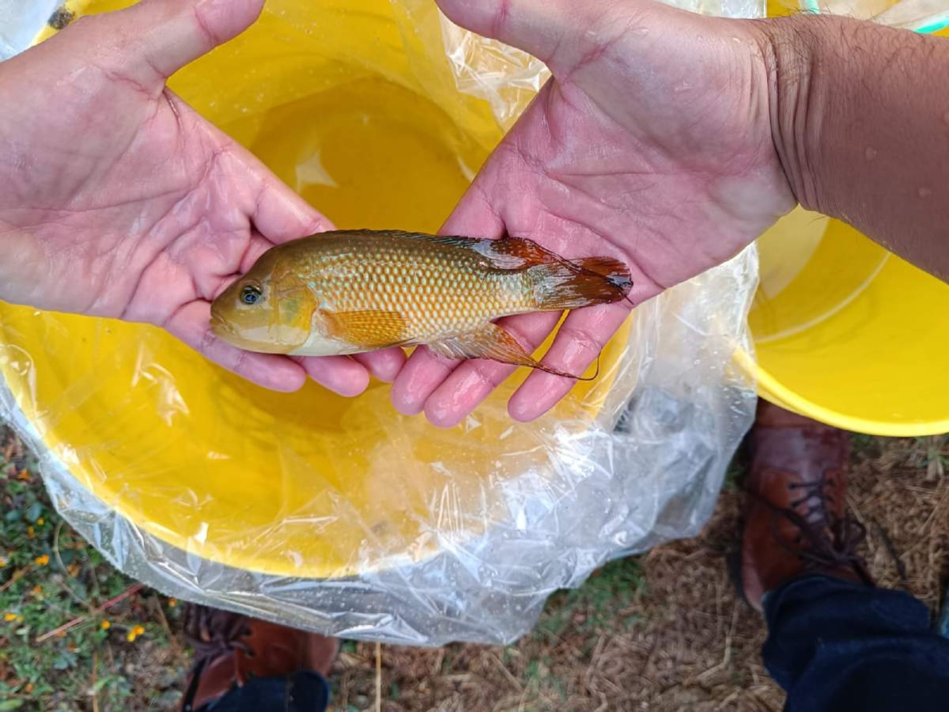 Rescatará UAEM la mojarra criolla de Coatetelco