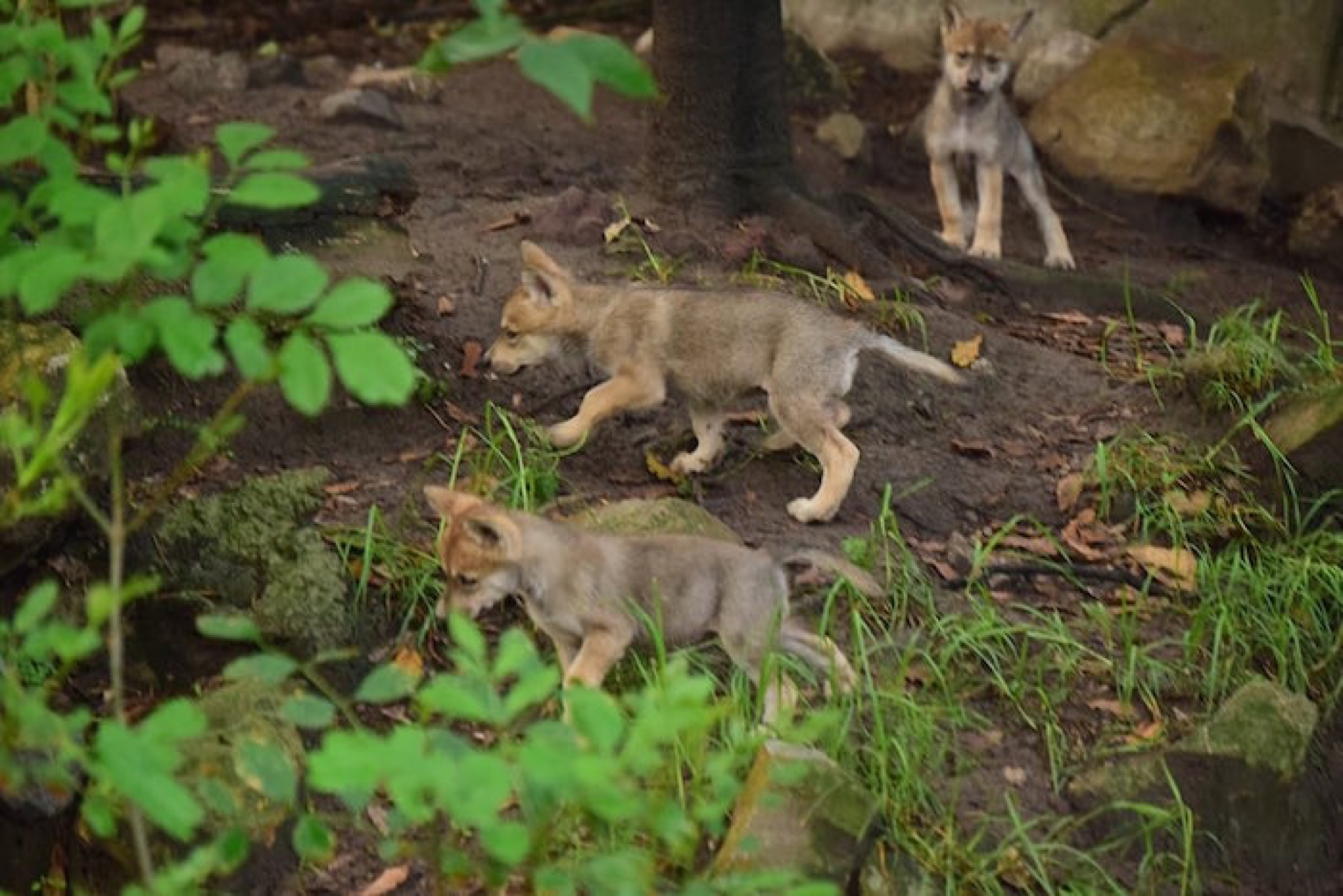 VIDEO: Conoce a los 6 lobos mexicanos nacieron en el Zoológico de Chapultepec, en CDMX
