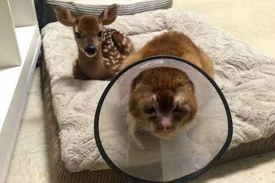 Gato que sufrió quemaduras, ayuda a otros animales en hospital