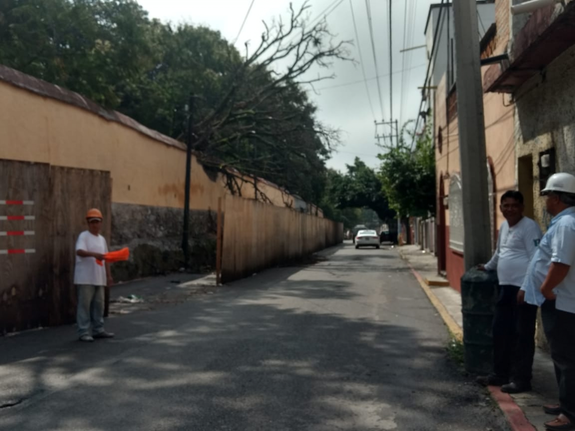 Atiende PC caída de árbol en el centro de Cuernavaca