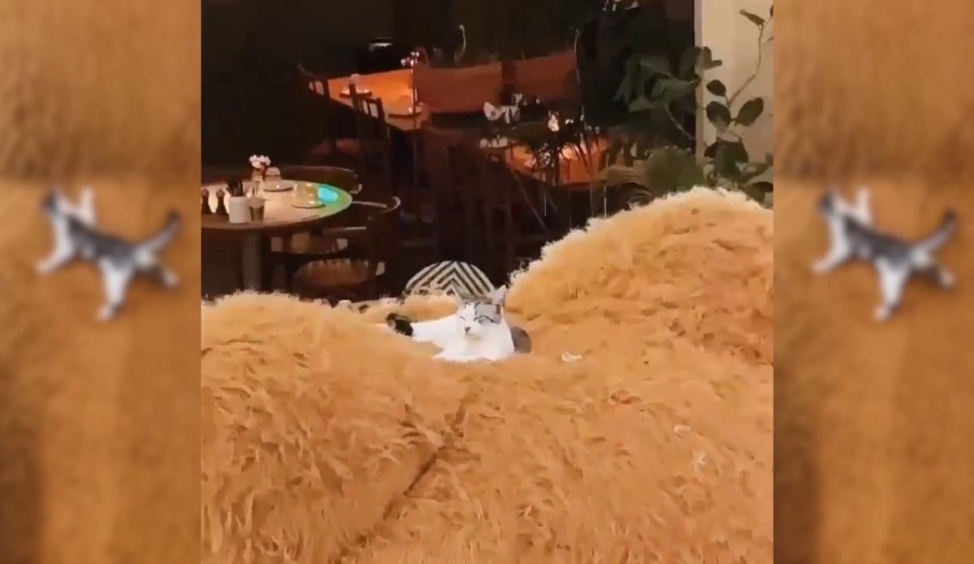 Gato callejero conquista oso de peluche gigante y enamora a internet