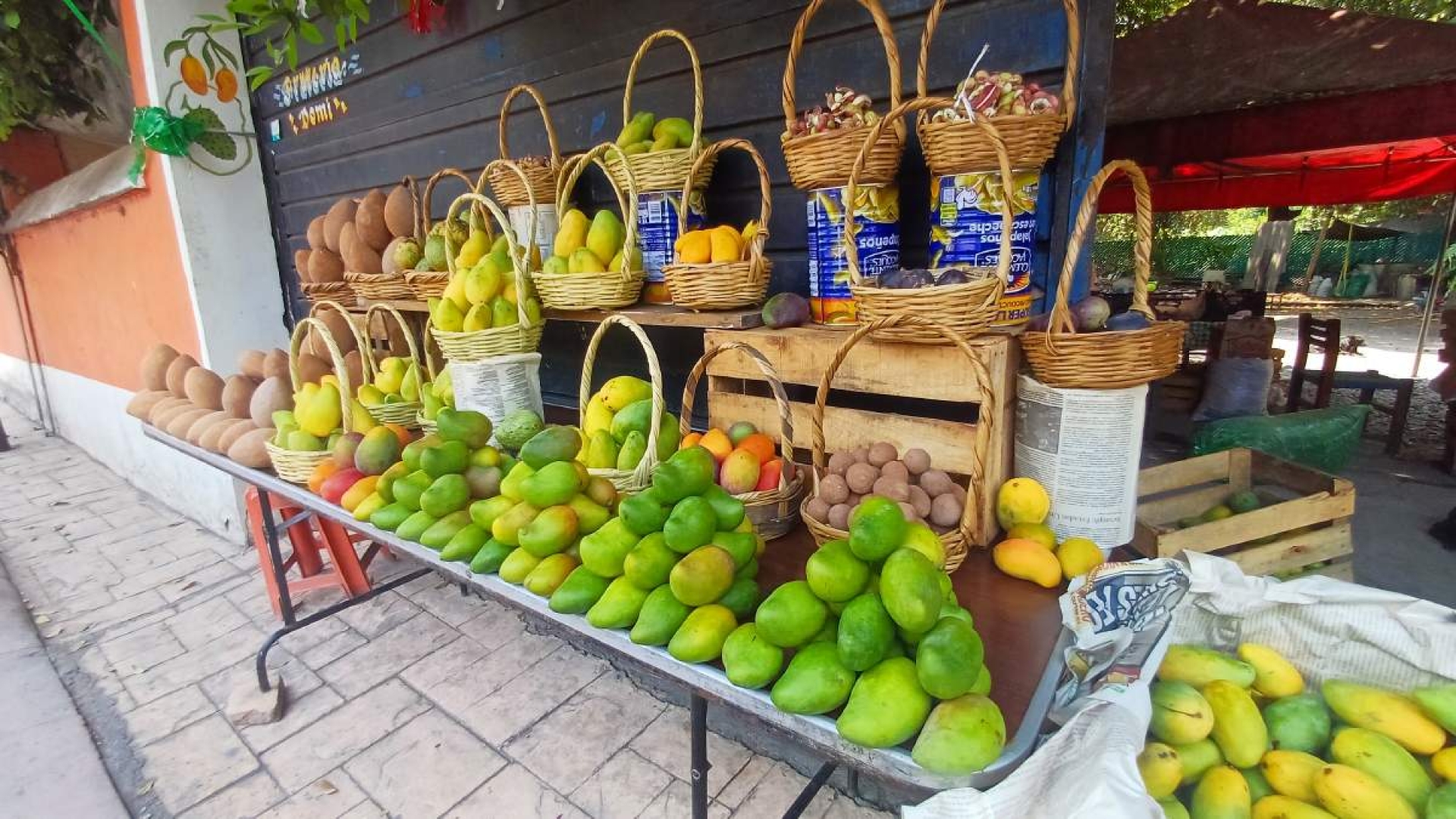 Productores de mango abandonan huertas en Coatlán del Río