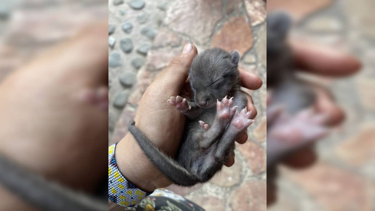 Iris, el tejón que sobrevivió al voraz incendio en Tepoztlán