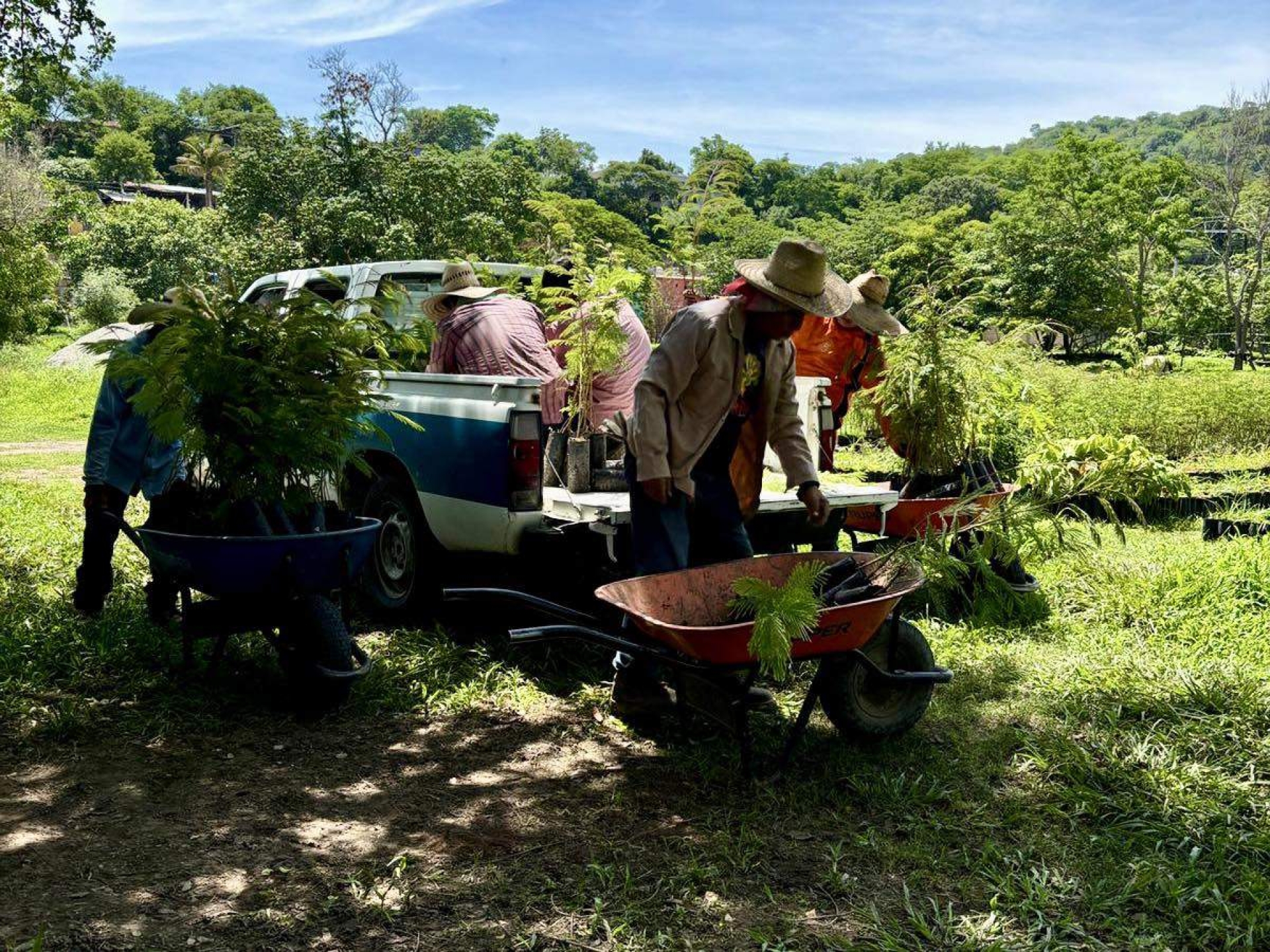 Con plantas endémicas, reforestan zonas de Yecapixtla