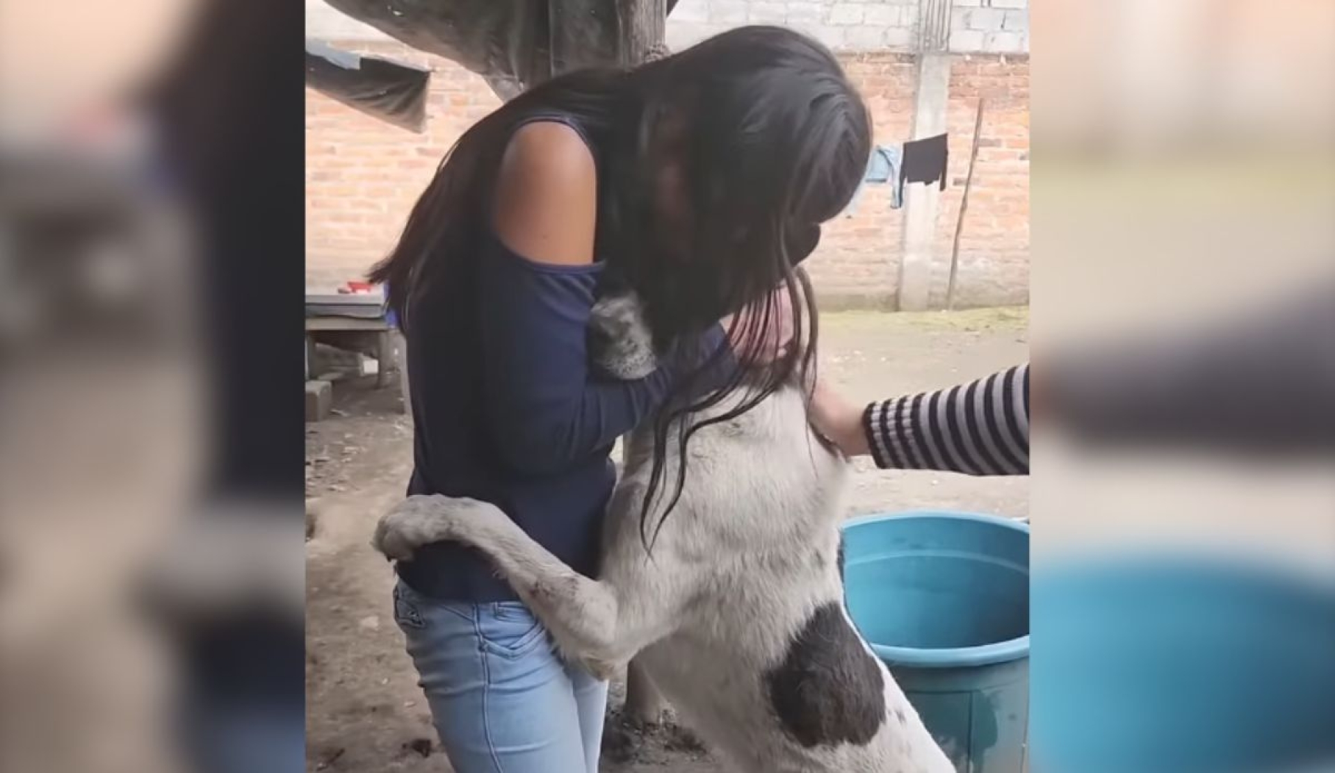 Sultán, el perrito viral que abrazó a su nueva dueña con amor infinito