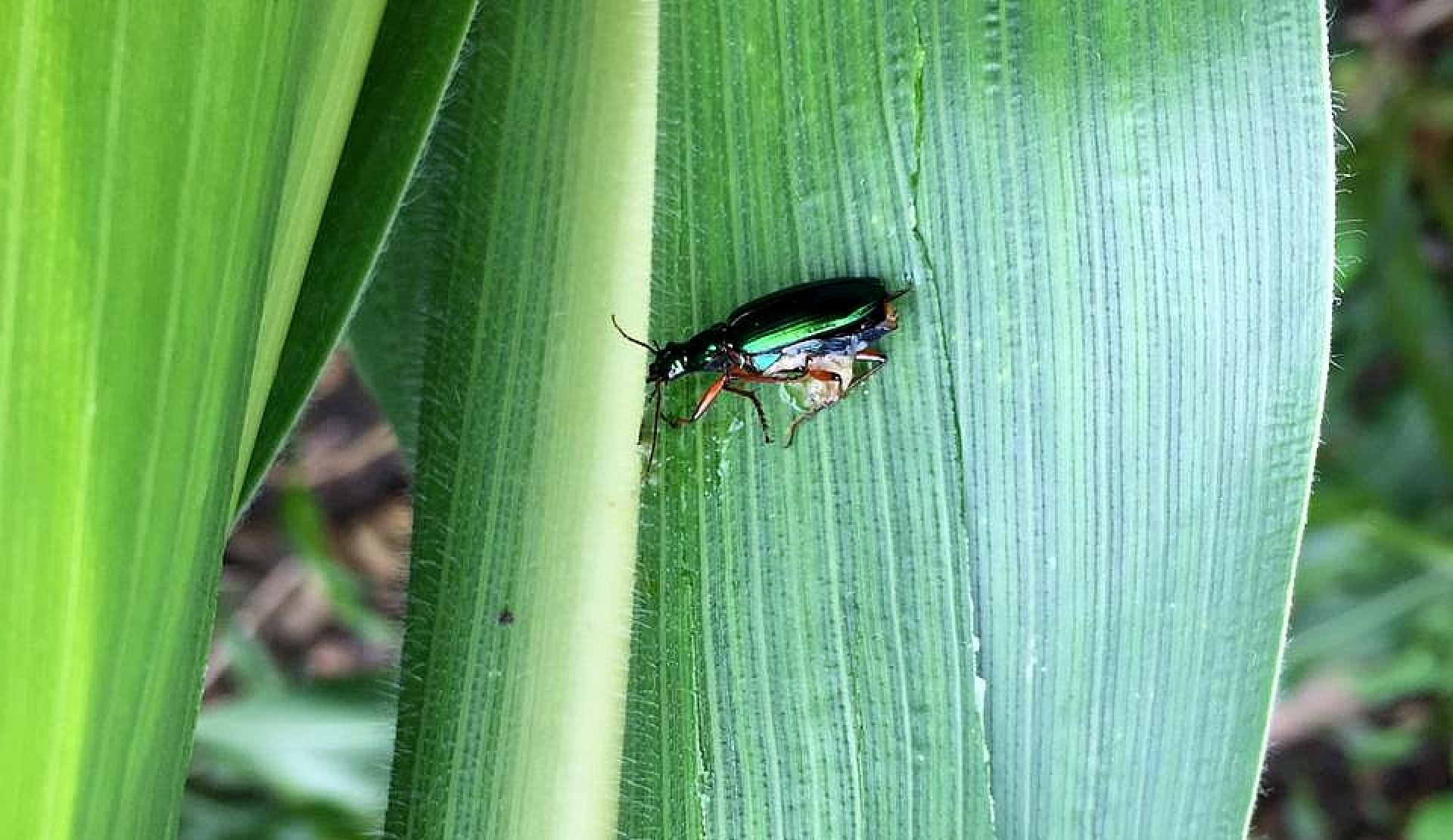 Alertan productores de Amilcingo sobre posible plaga; ataca plantación de maíz