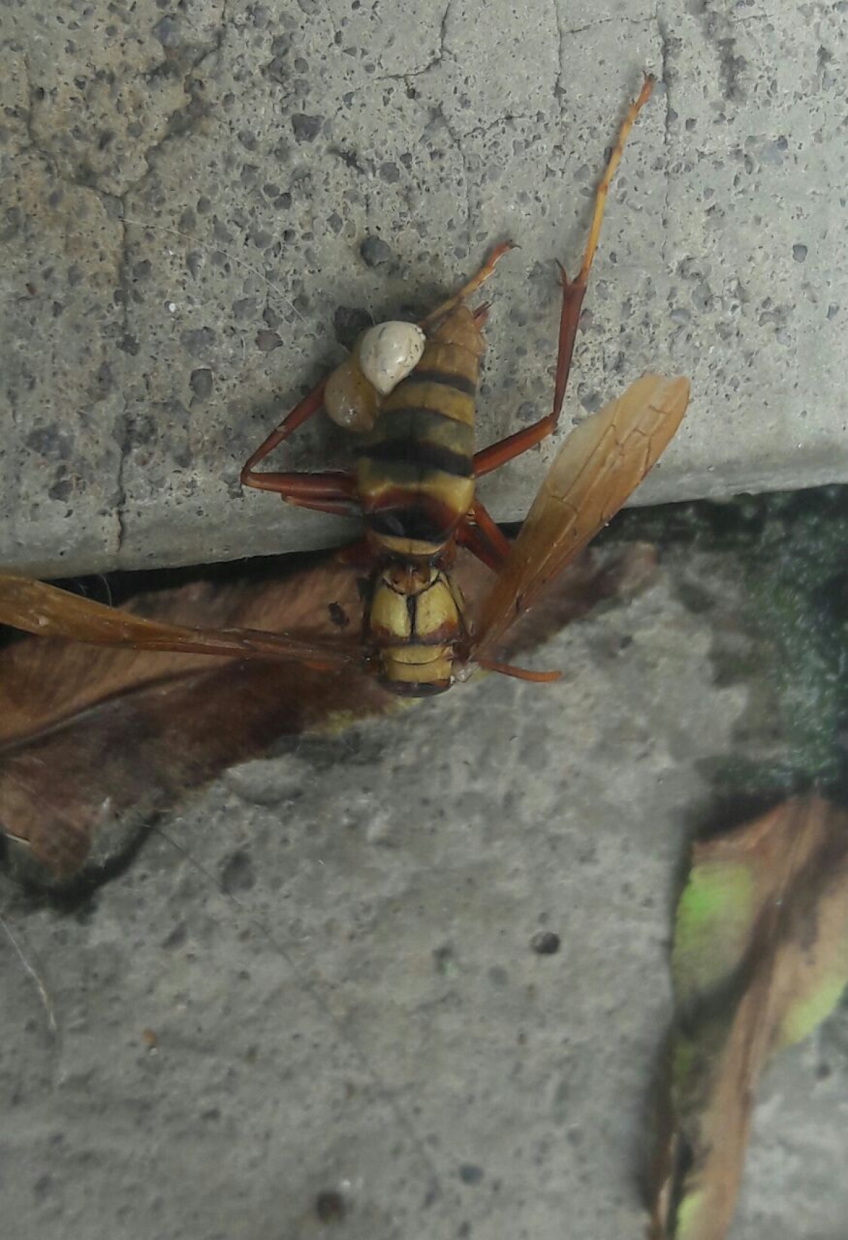 Retiran enjambres de avispas en dos escuelas de Cuernavaca