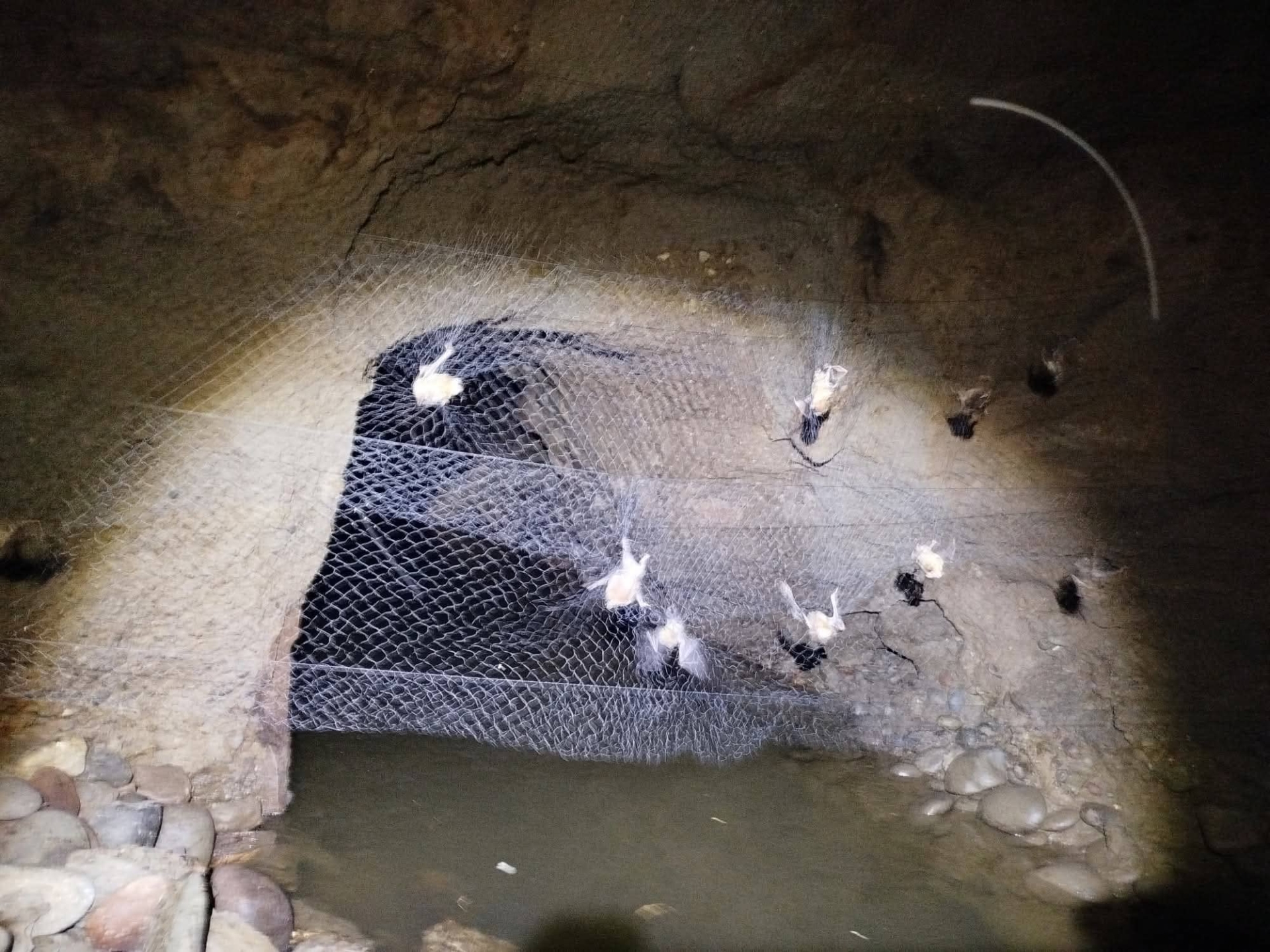 Refuerzan acciones de trampeo de murciélagos en Paso de Miahuatlán