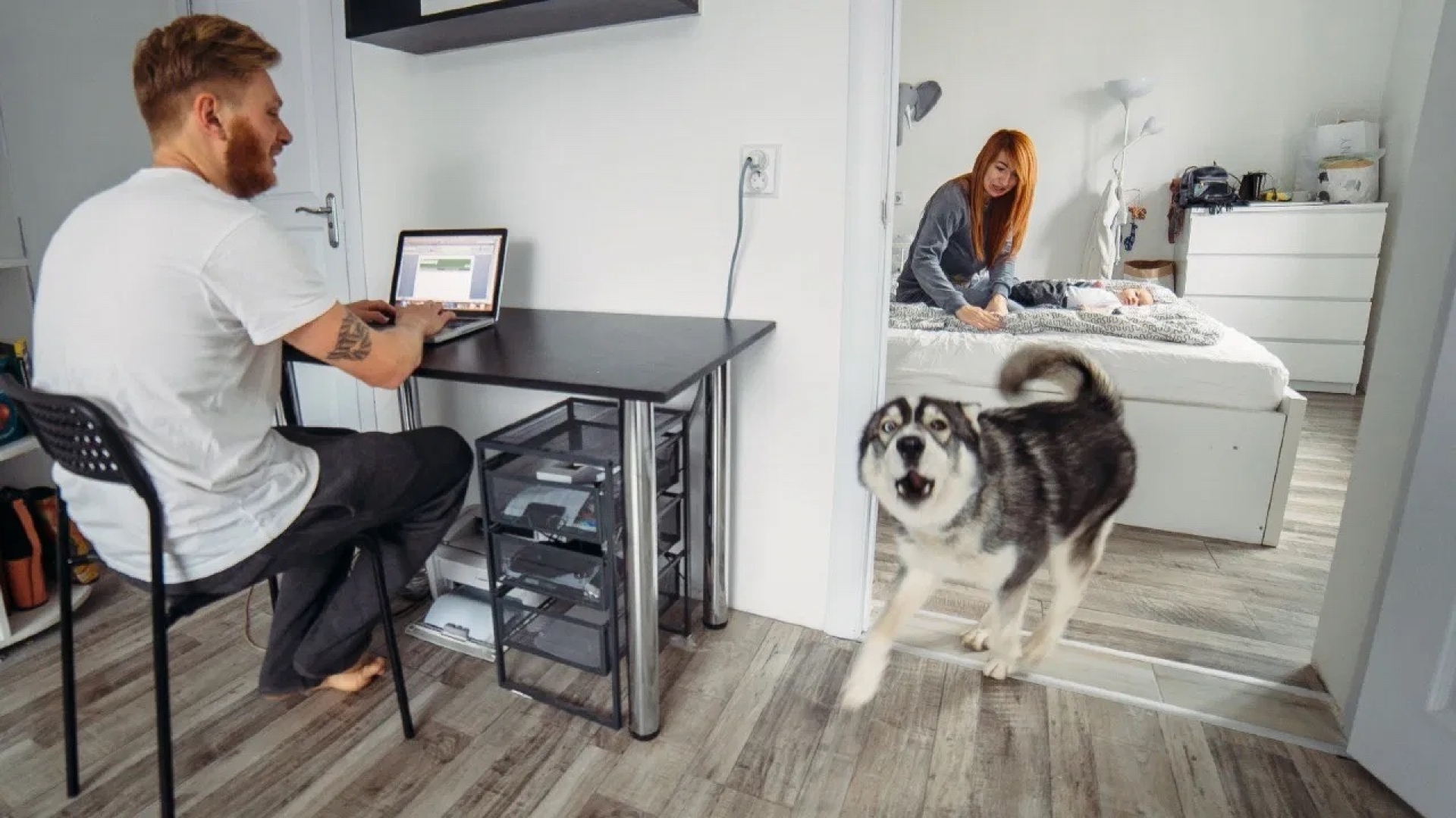 ¿Por qué mi perro ladra sin motivo? Podría ser un deterioro en específico