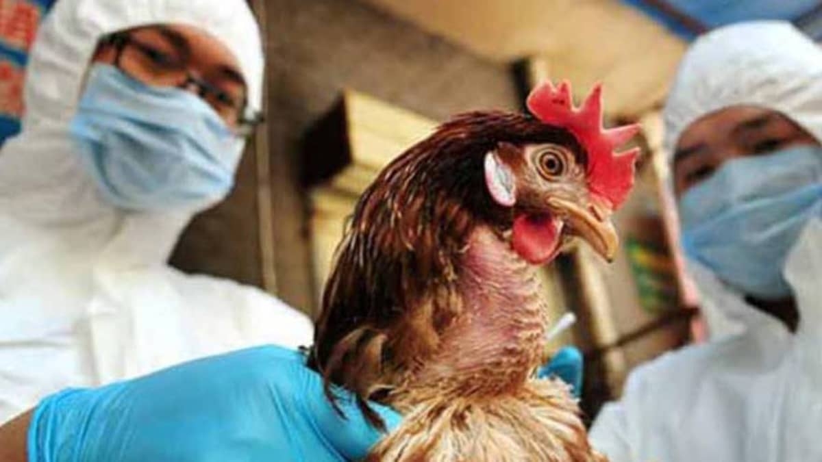 Francia detecta caso de gripe aviar, eleva el riesgo a "moderado"