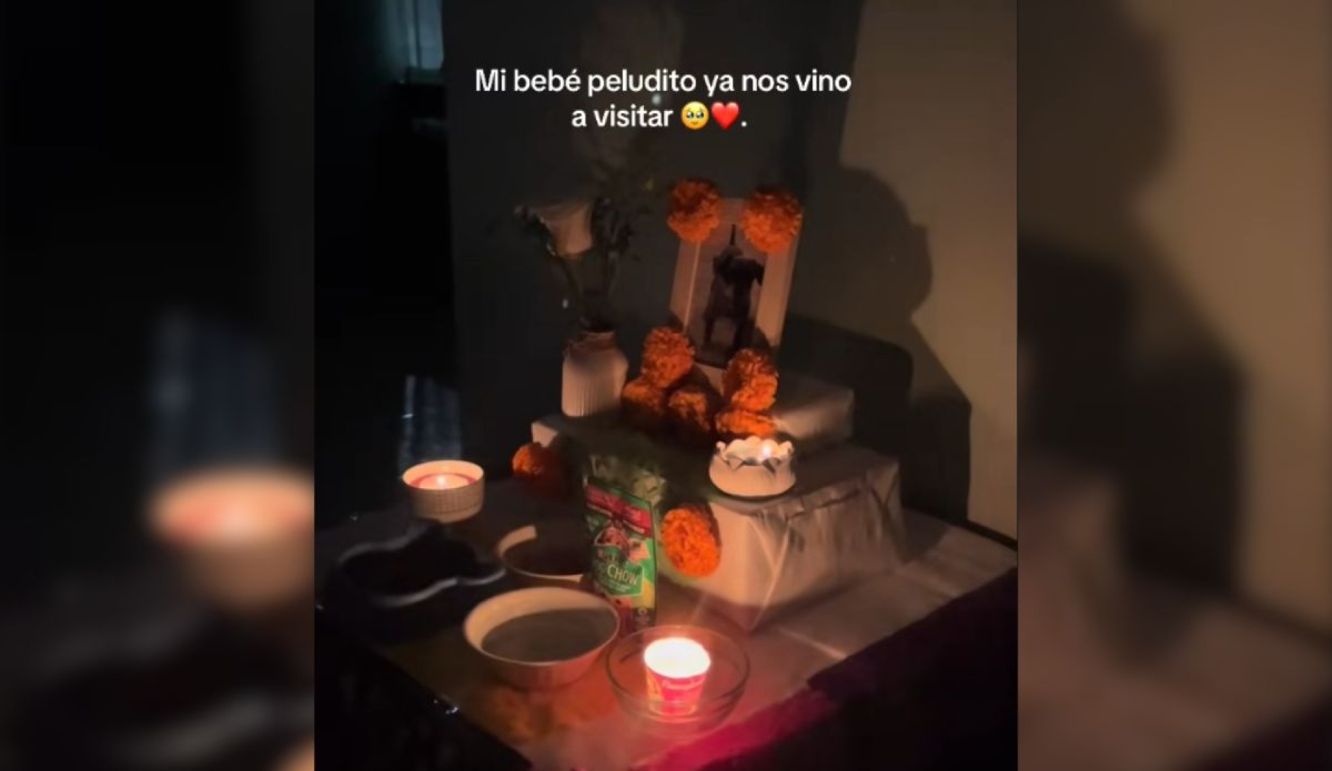 'Mi perrito volvió': emotivo encuentro conmueve en Día de Muertos