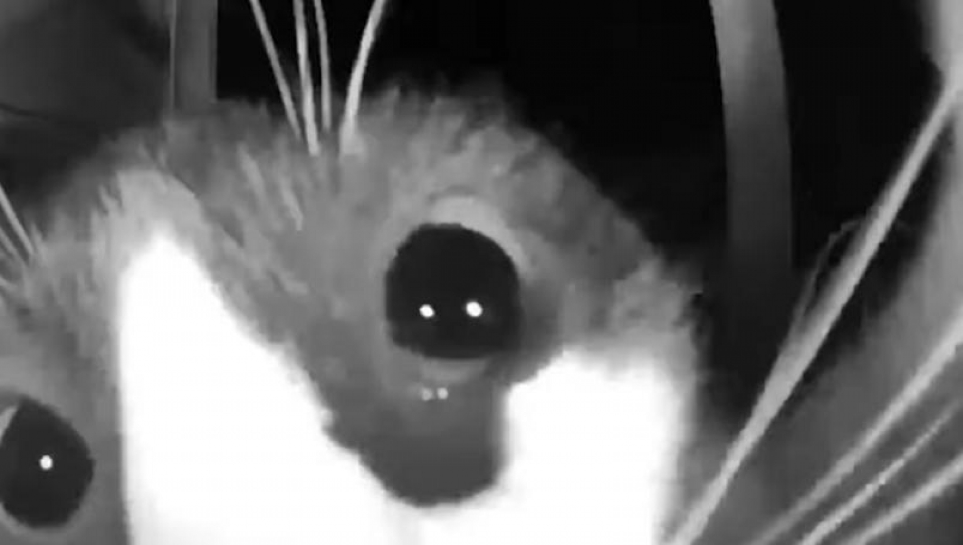 Gato toca el timbre de su casa para poder entrar