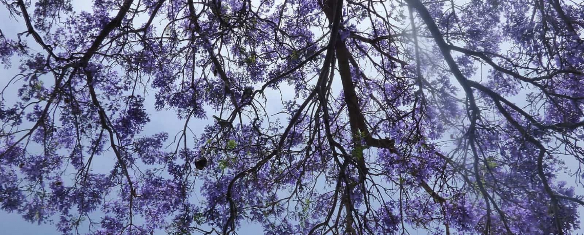El origen de las 'Jacarandas', los adornos naturales de las grandes urbes