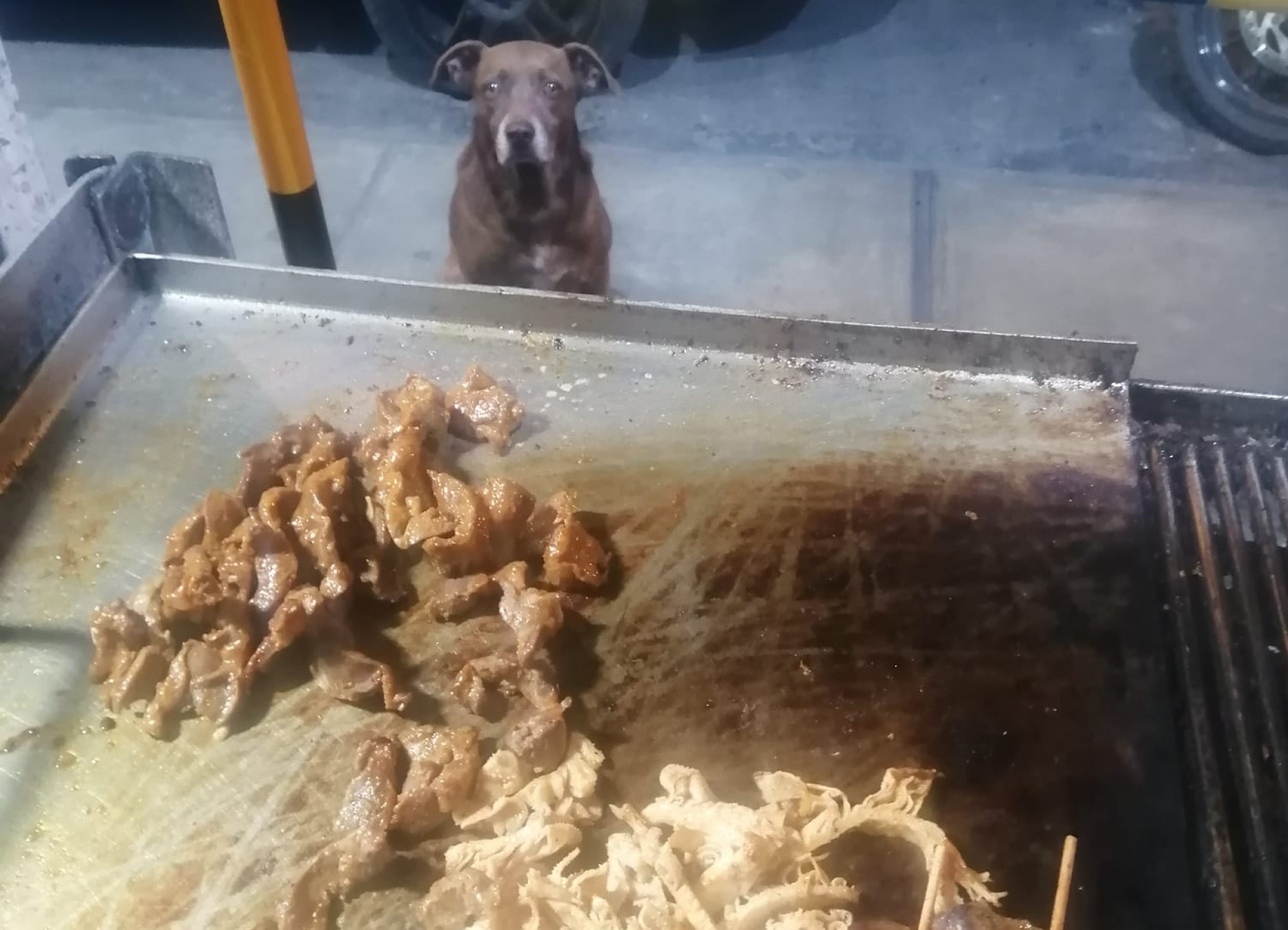 Perrito sin hogar busca comida en restaurante y se hace viral