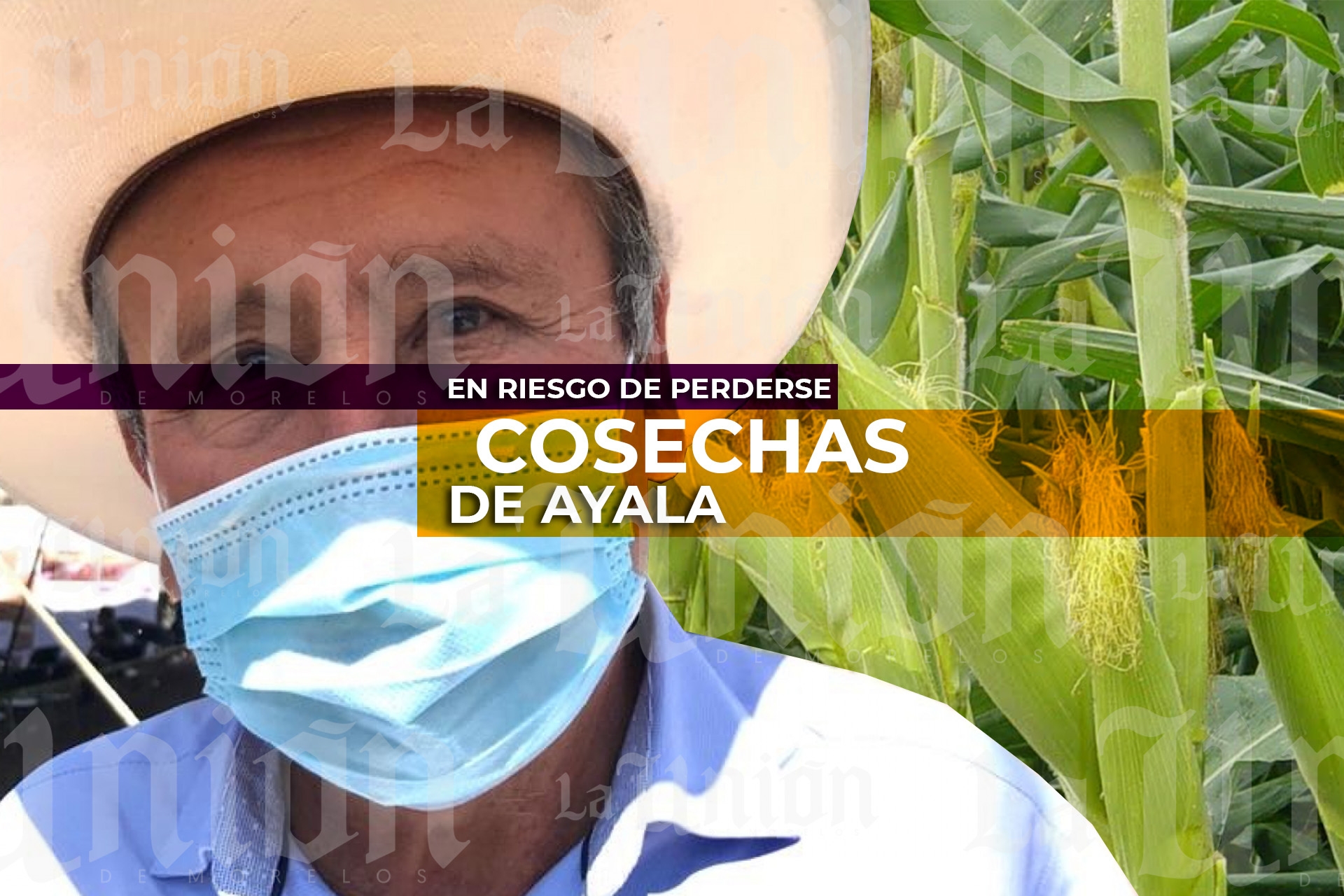 En riesgo de perderse, cosechas en la región oriente