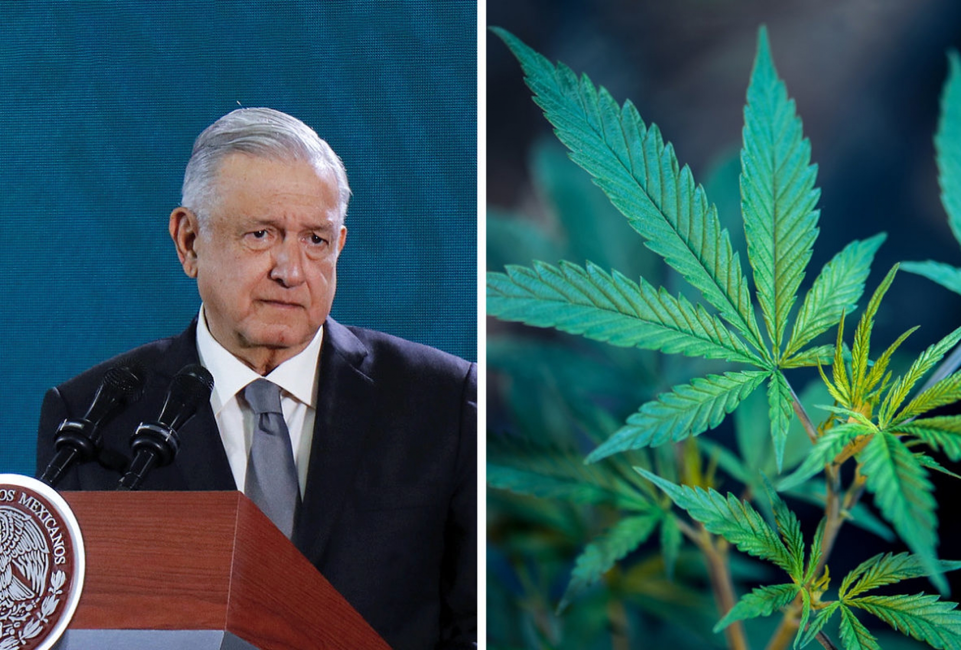 Mexicanos serán responsables con marihuana legal: AMLO
