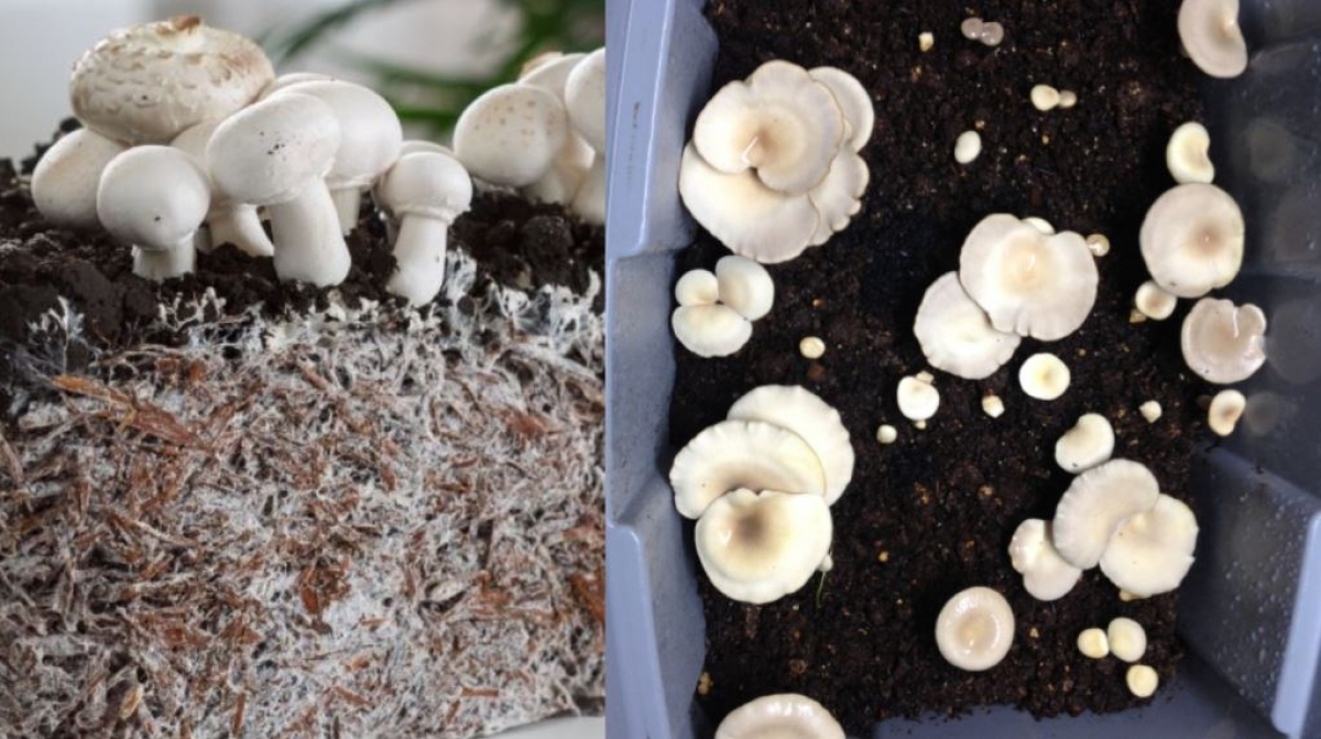 Cultiva tus propias setas comestibles en casa con este método