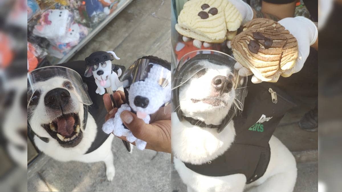 Any la perrita repartidora, ya lleva “lomiconchitas” hasta tu casa