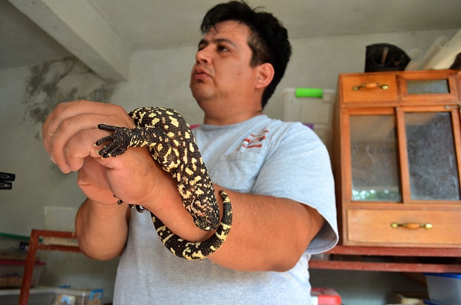 Tiene UMA de Tlaltizapán raros reptiles