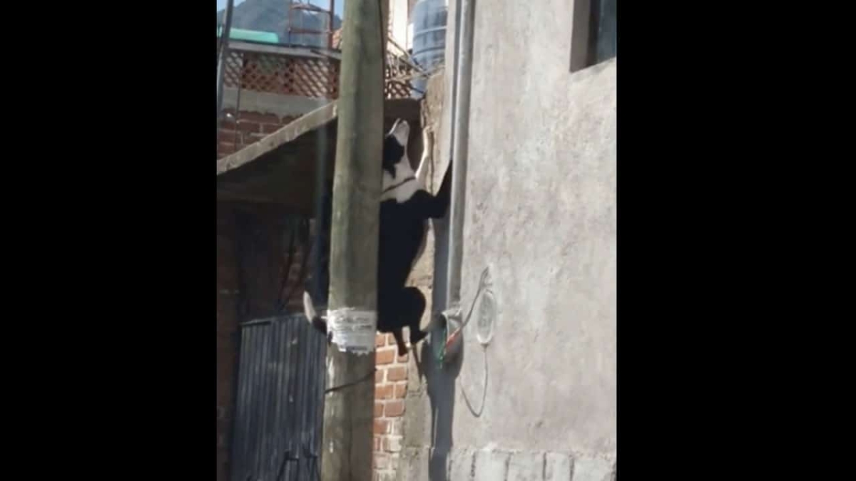 ¡Perro araña! Lomito imita a Spiderman y escala muro para entrar a una casa