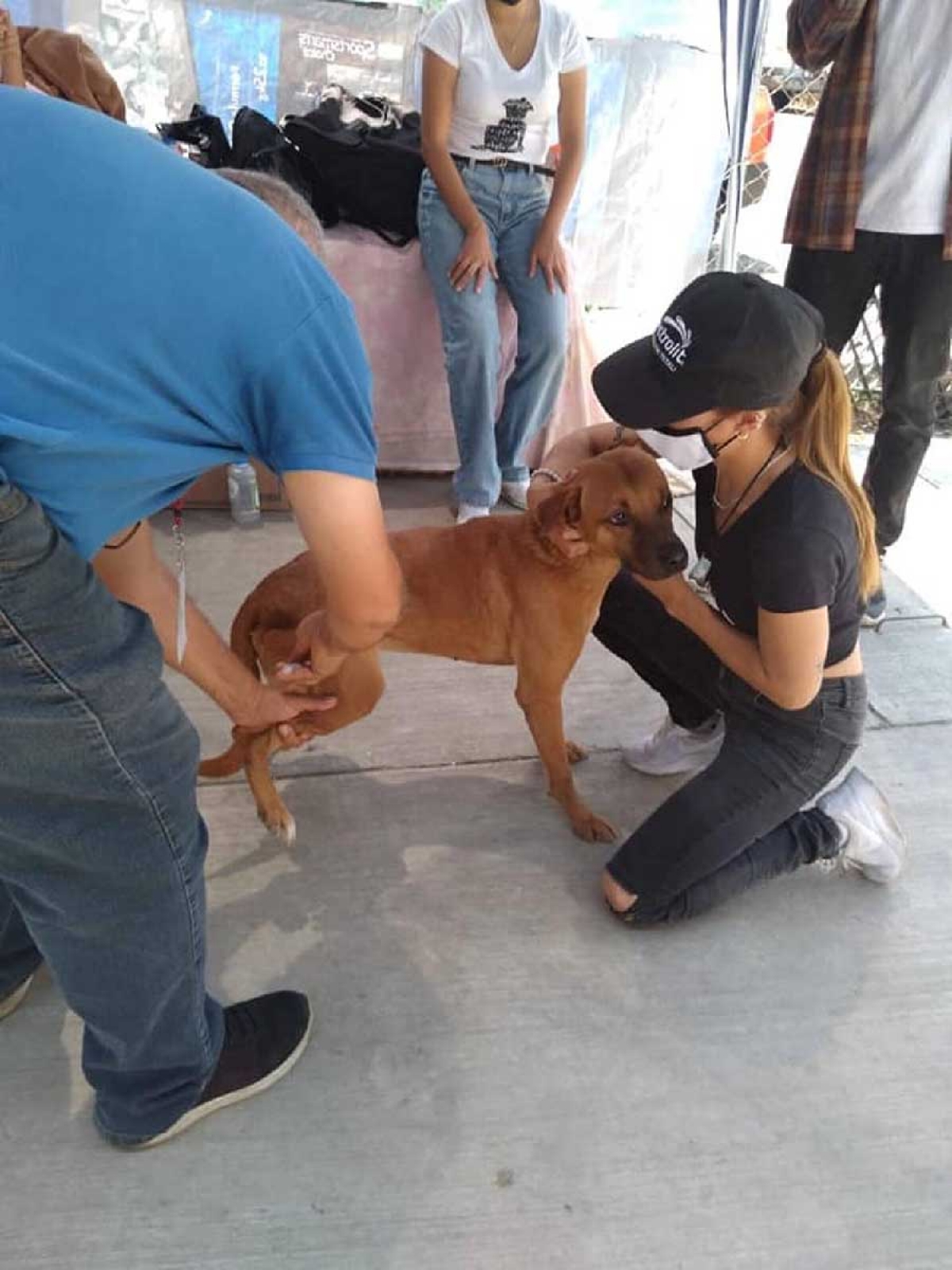Al alza, abandono y maltrato animal