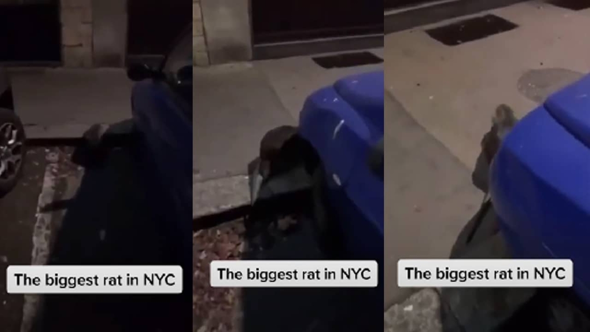 Captan rata gigante en calles de Nueva York