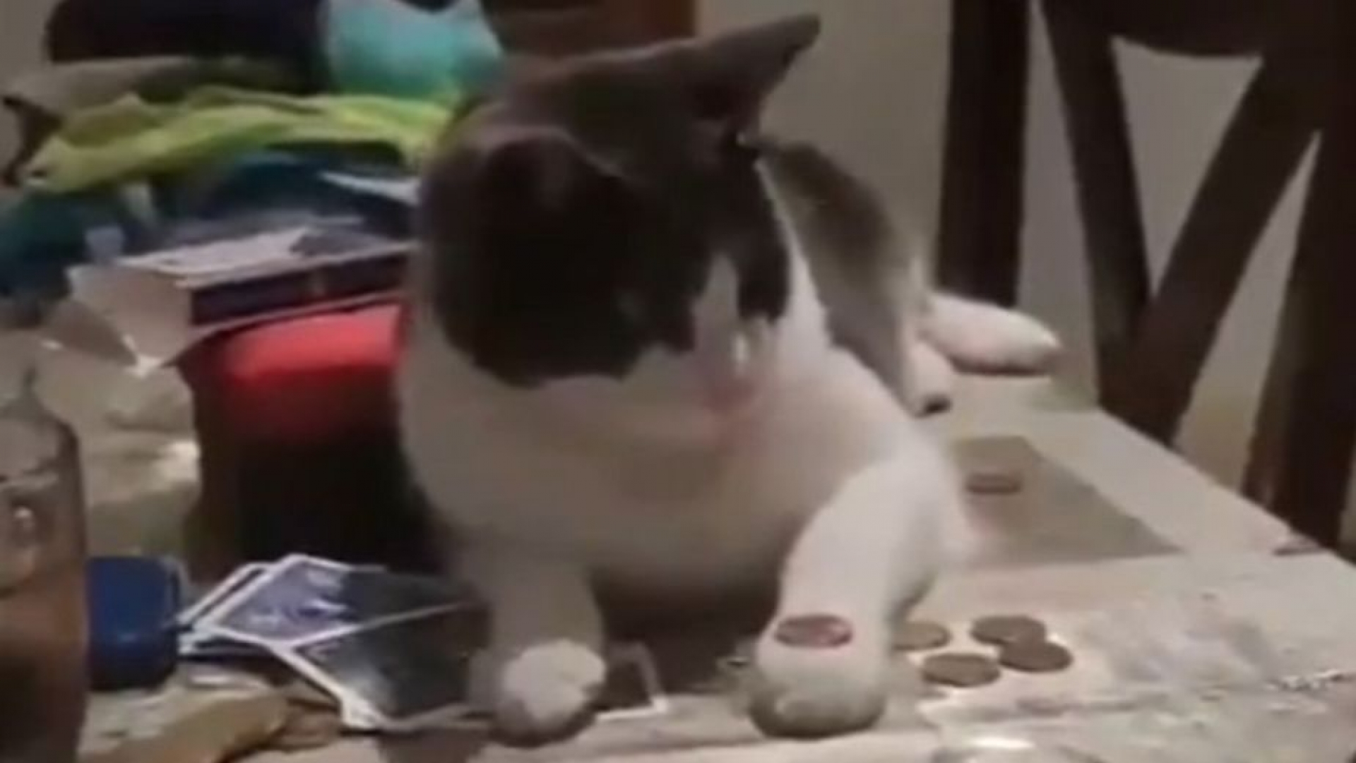 Gatito aprende truco de magia y “hechiza” las redes