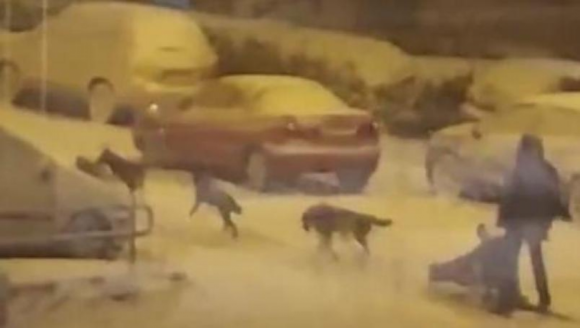 Hombre en trineo con perros se vuelve viral