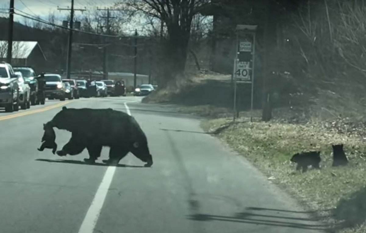 Mamá osa batalla para poder cruzar la calle con sus cachorros
