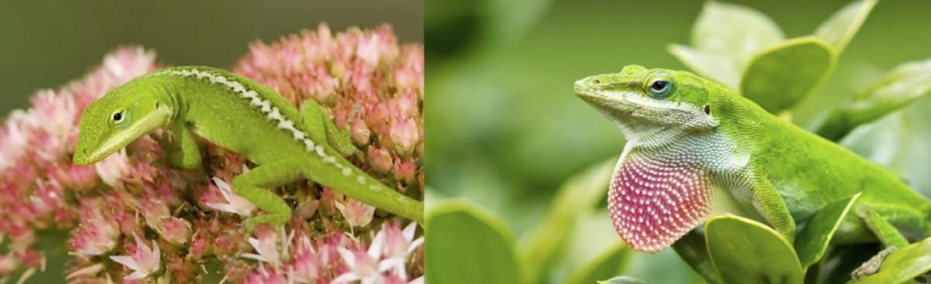 Compensando las diferencias entre sexos: de reptiles a la especie humana
