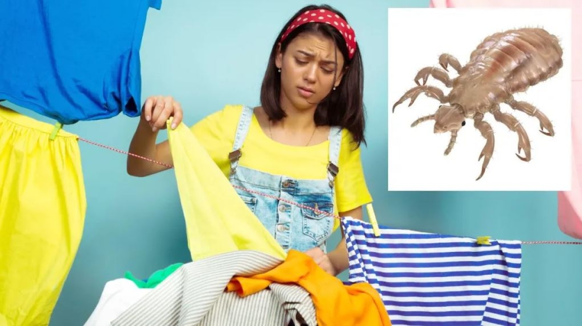 Cómo eliminar los piojos en la ropa y por qué son peligrosos