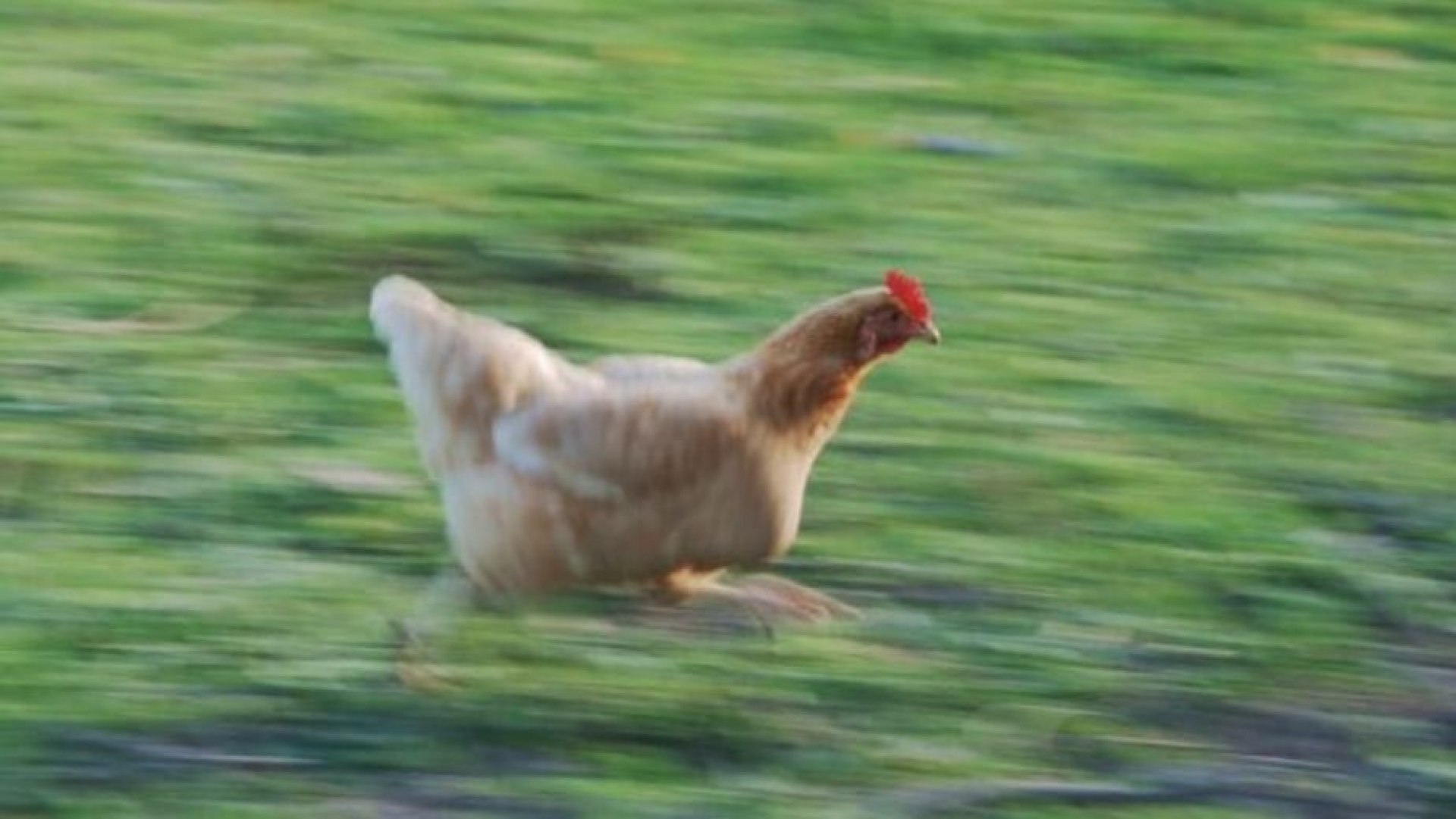 Gallina persigue a un niño en una Granja