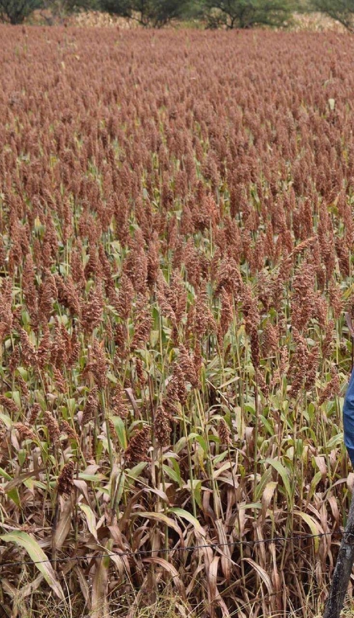Mejora producción de sorgo y maíz en Coatlán del Río