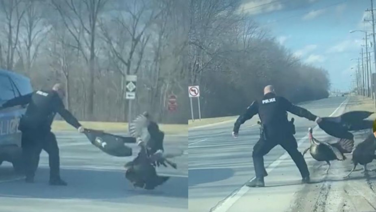 Policía pelea contra dos pavos en plena carretera